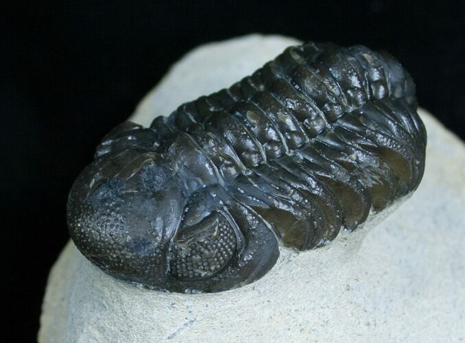 Phacops Trilobite From Morocco - Great Eyes #6118